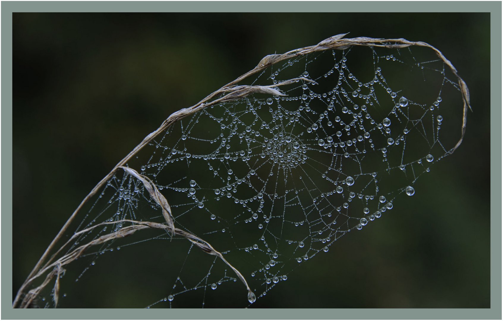 Tauperlen am Spinnennetz......