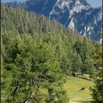 Tauplitzalm - Balkonblick... *2*