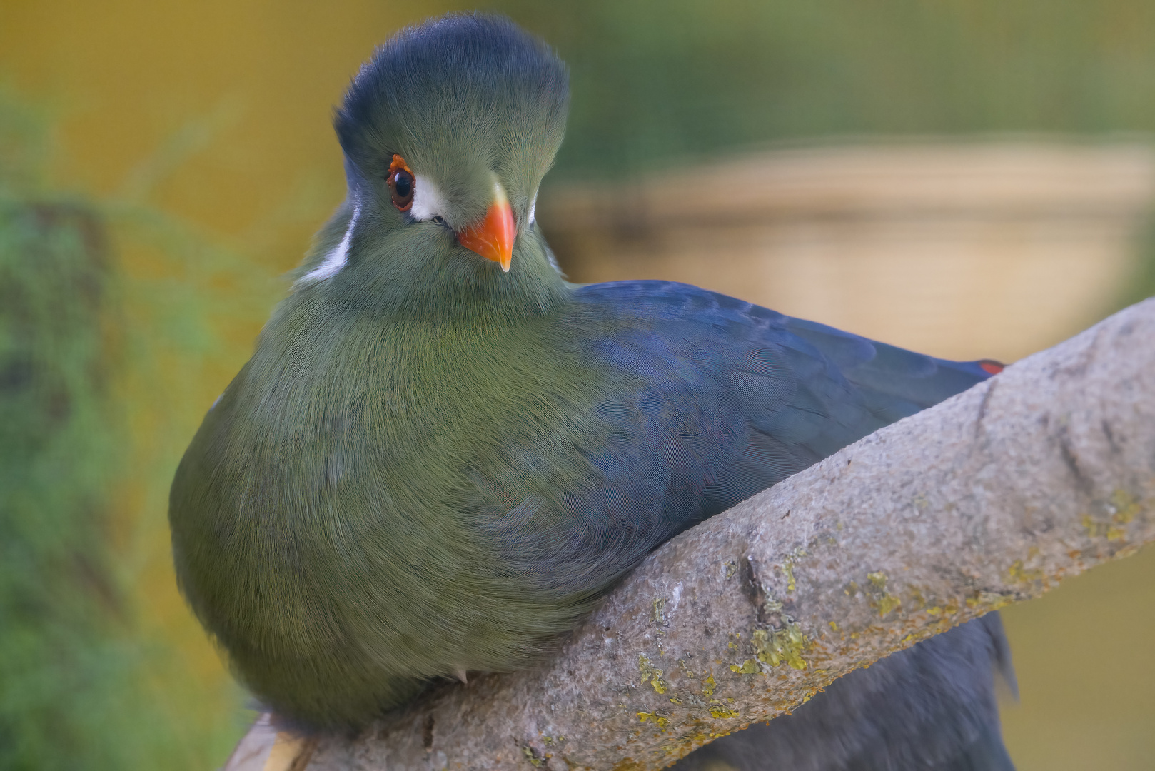 Tauraco leucotis (Turako)