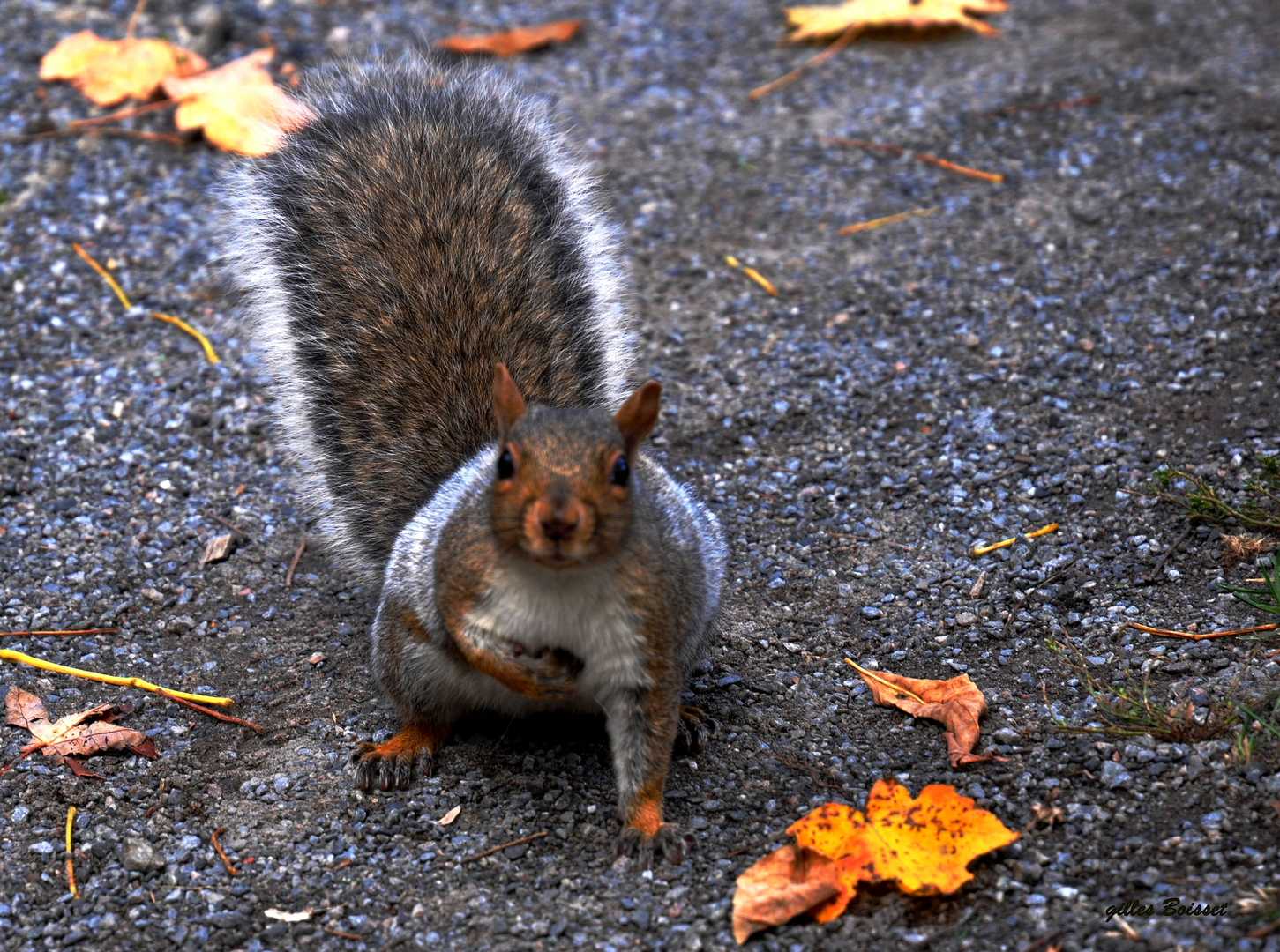 t'aurais pas une 'tite peanut?