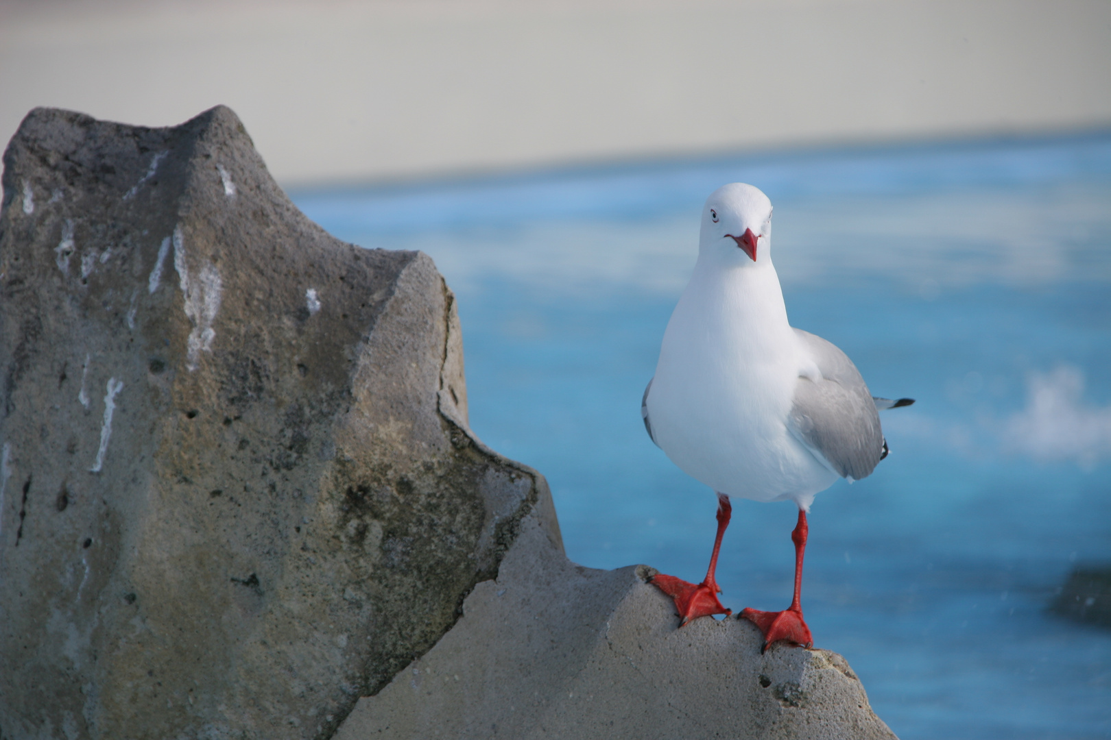 Tauranga