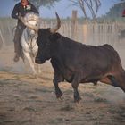 Taureau camarguais