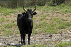 Taureau camarguais