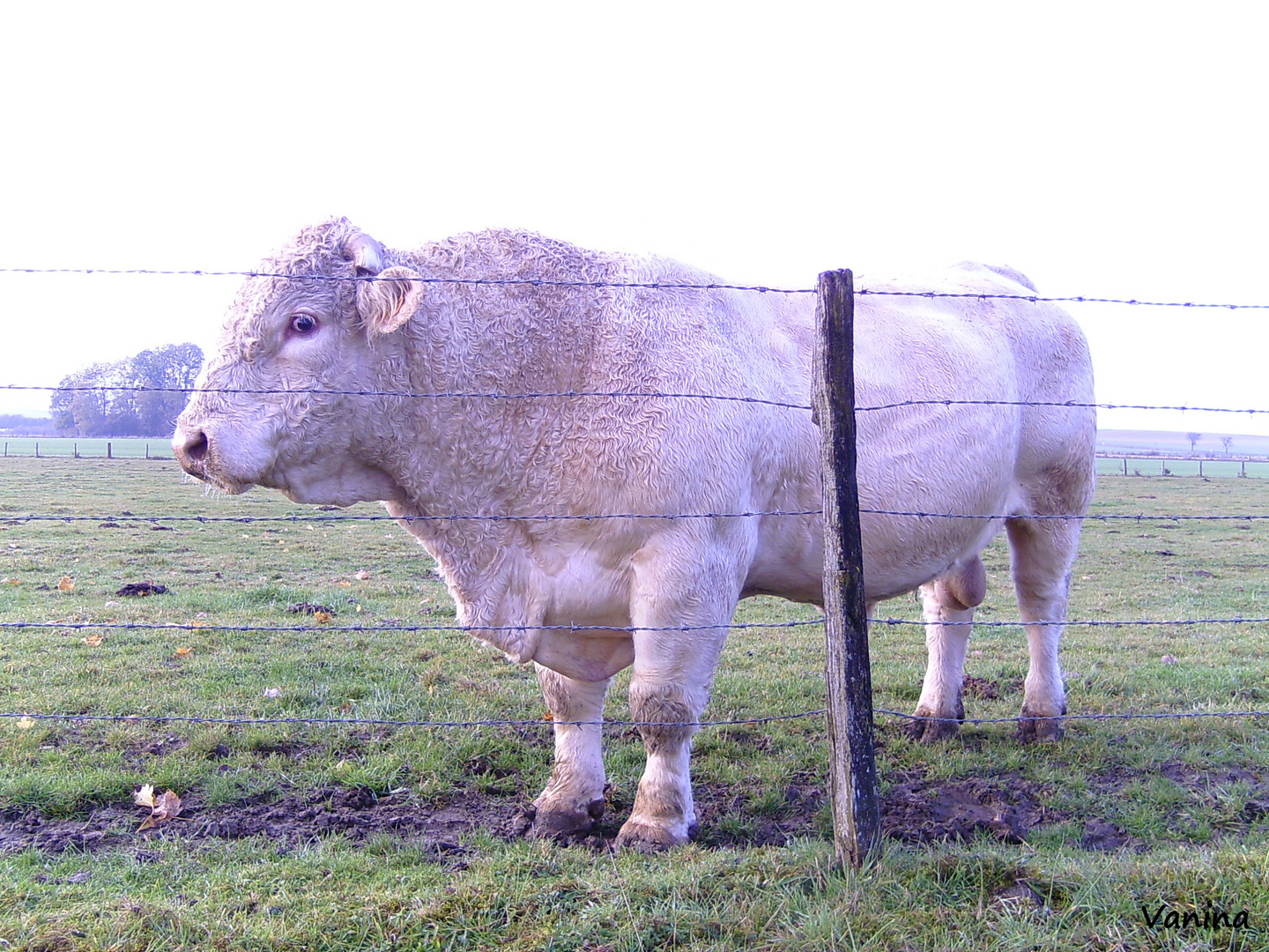 Taureau Charolais