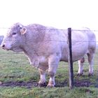 Taureau Charolais