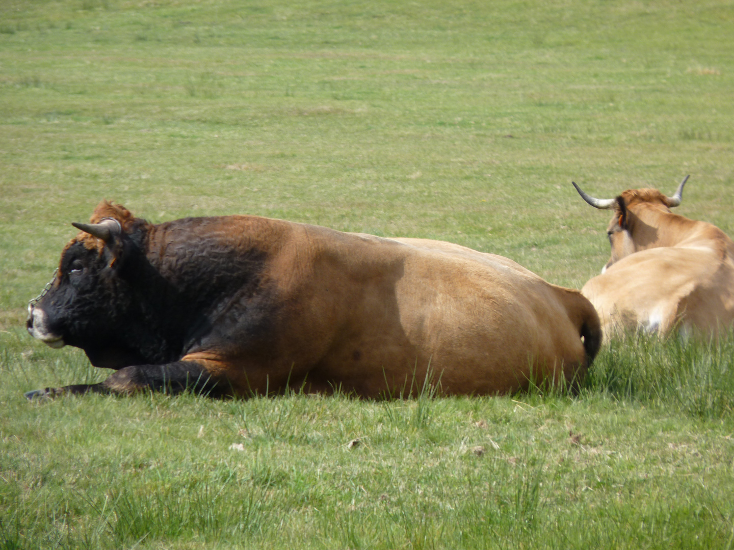 taureau d'Aubrac