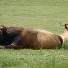 taureau d'Aubrac