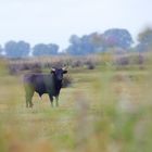 Taureau de Camargue