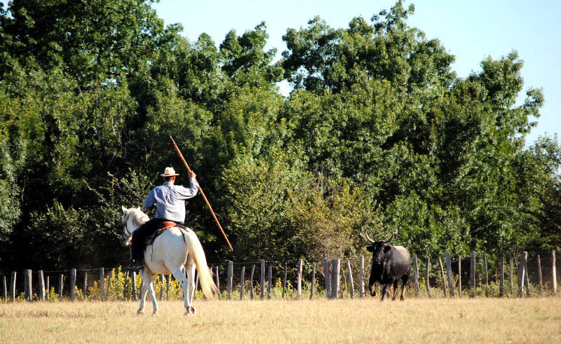 TAUREAU ET CHEVAL CAMARGUE