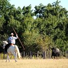 TAUREAU ET CHEVAL CAMARGUE