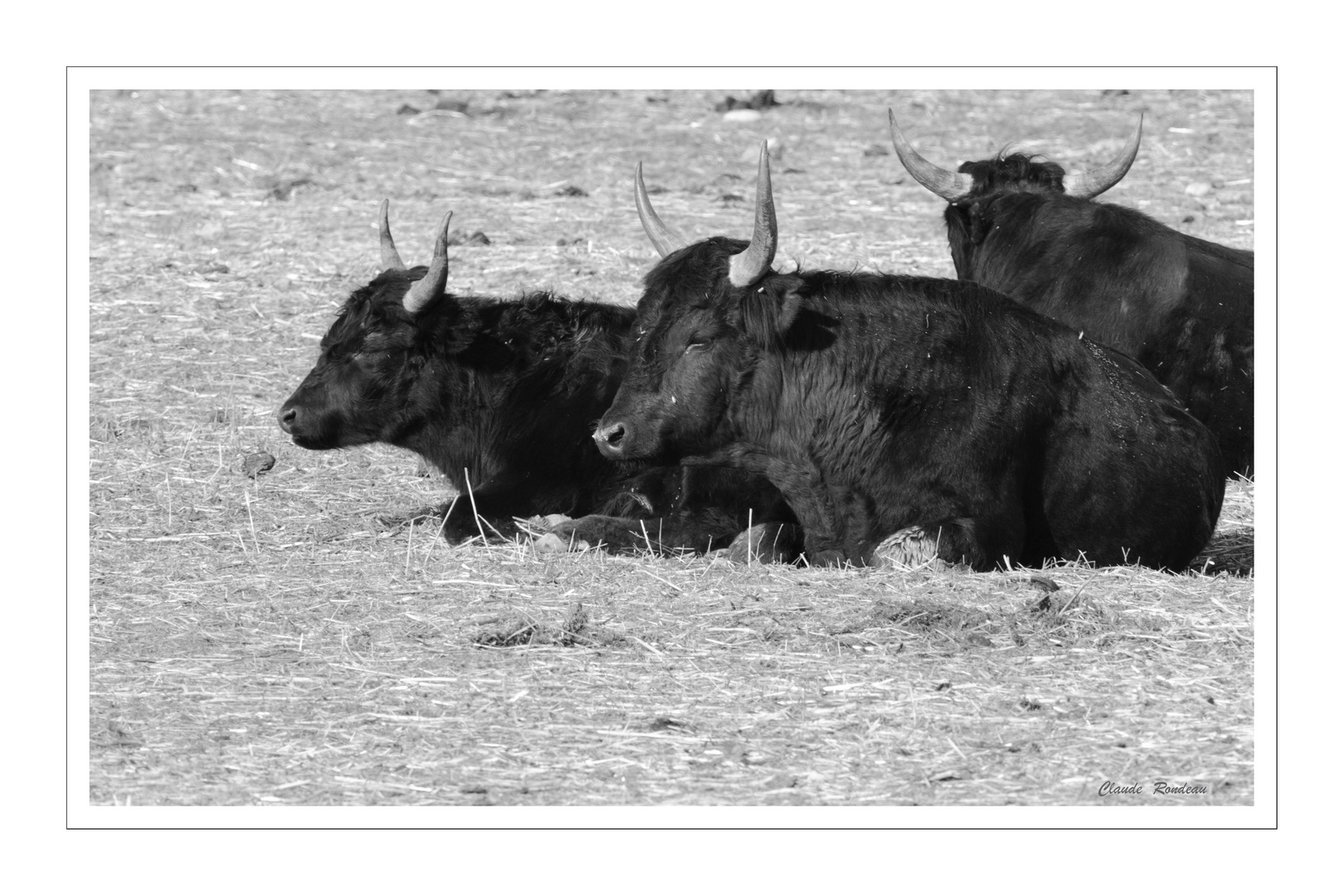 Taureaux camarguais