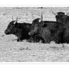 Taureaux camarguais