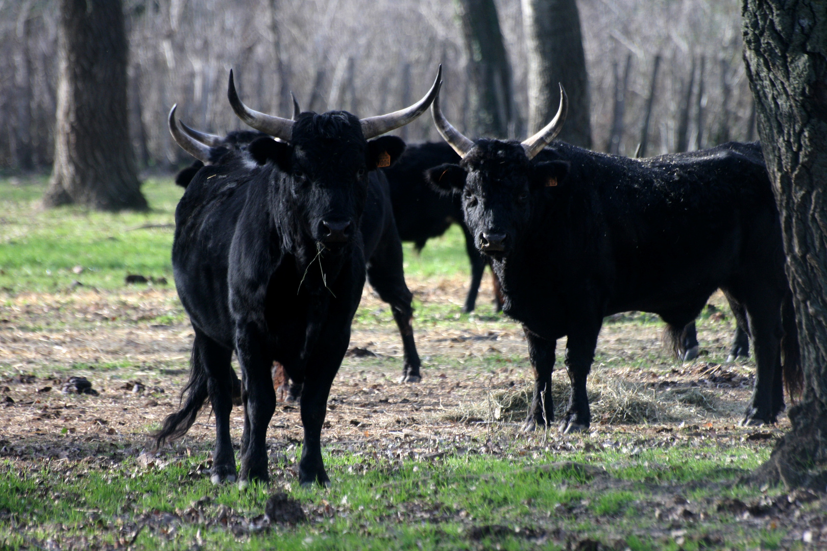 taureaux camarguais