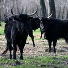 taureaux camarguais