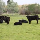 taureaux camarguais