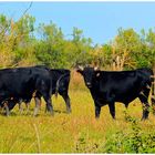 Taureaux de Camargue