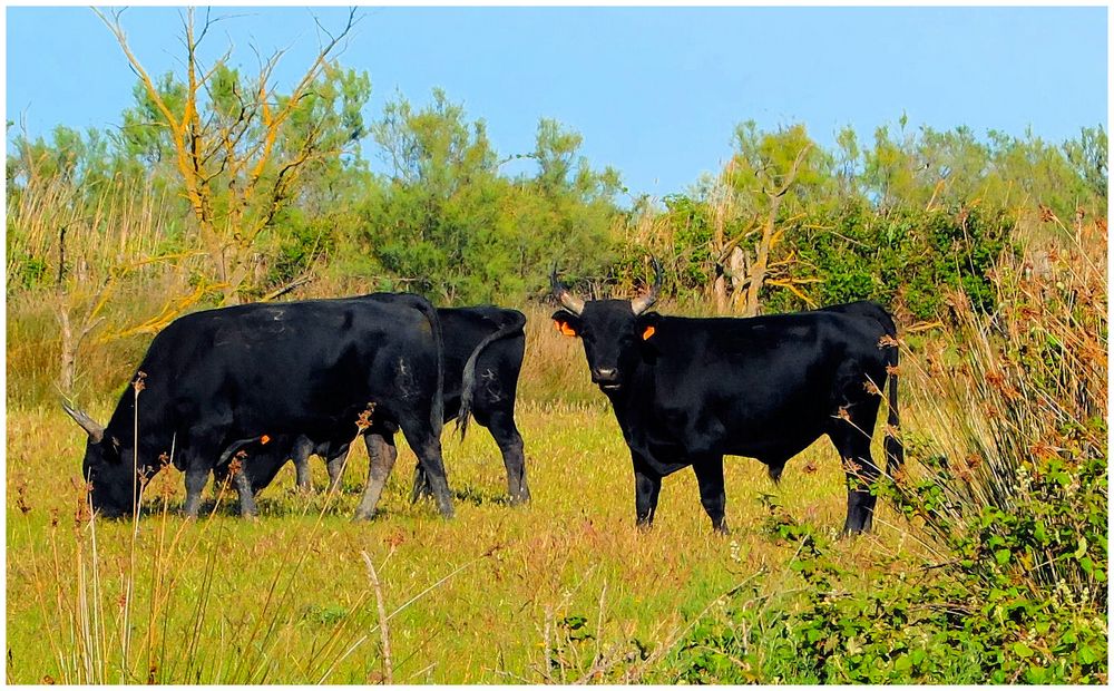 Taureaux de Camargue