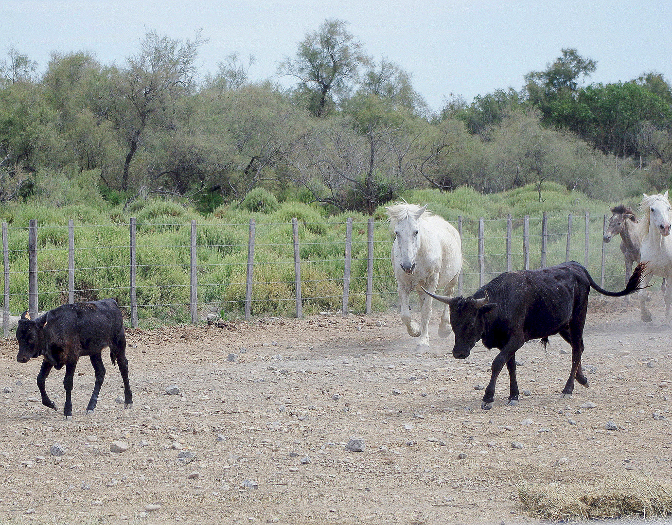 Taureaux et chevaux !