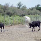 Taureaux et chevaux !