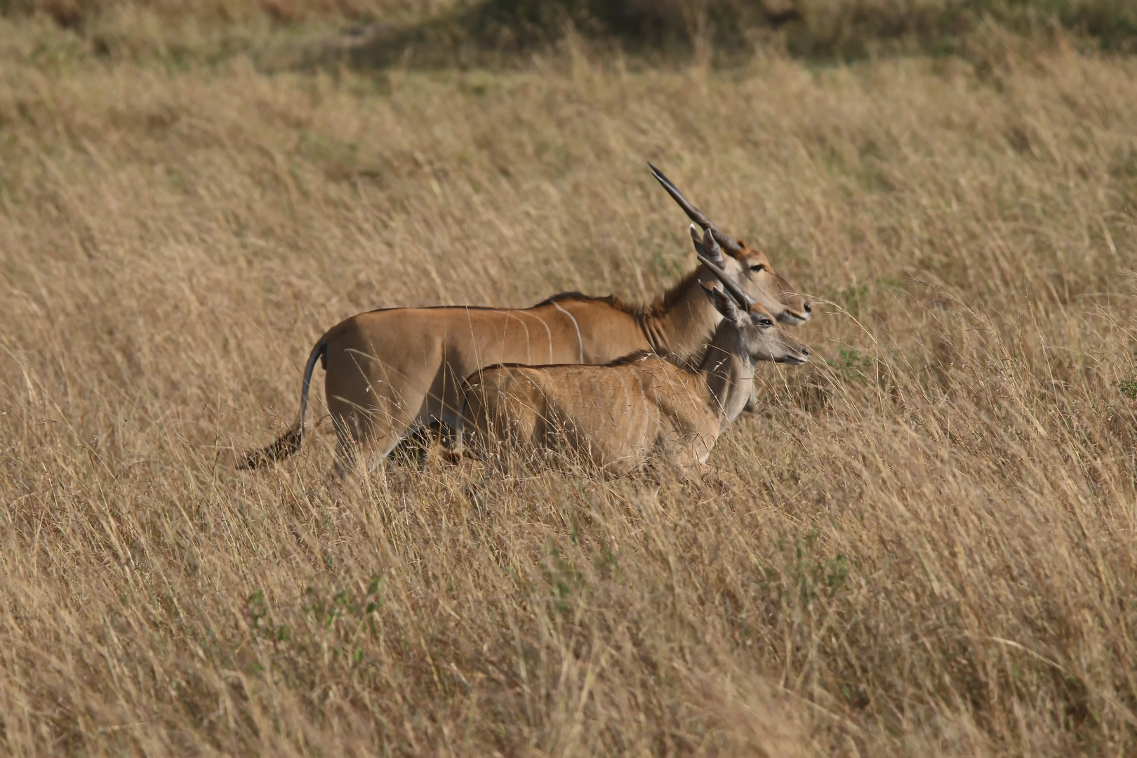 Taurotragus oryx