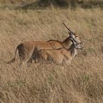 Taurotragus oryx