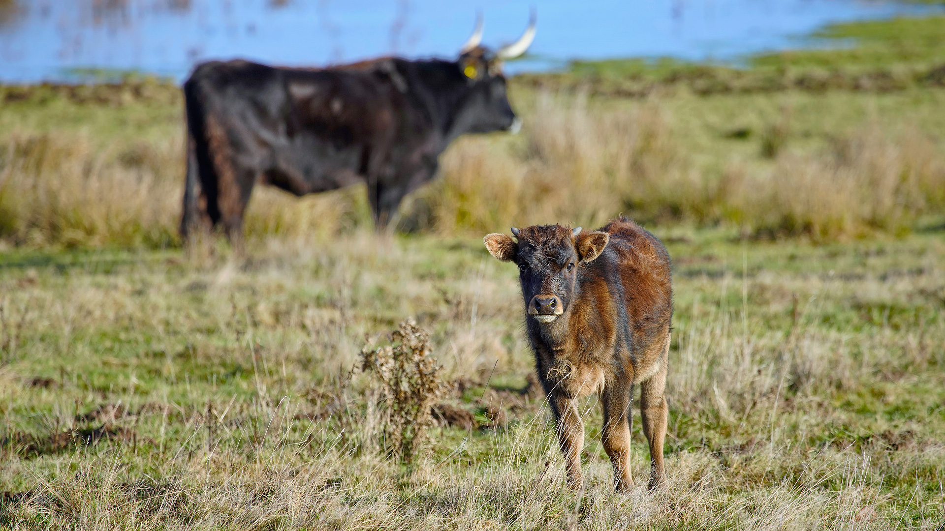 Tauruskalb