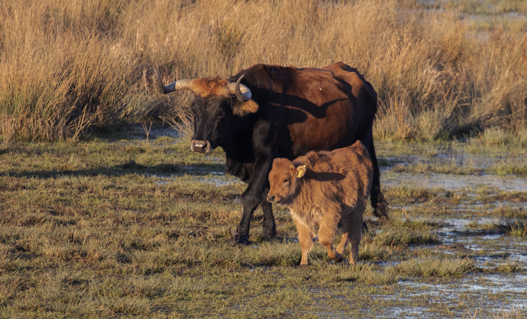 Taurusrind mit Kalb