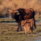 Taurusrind mit Kalb