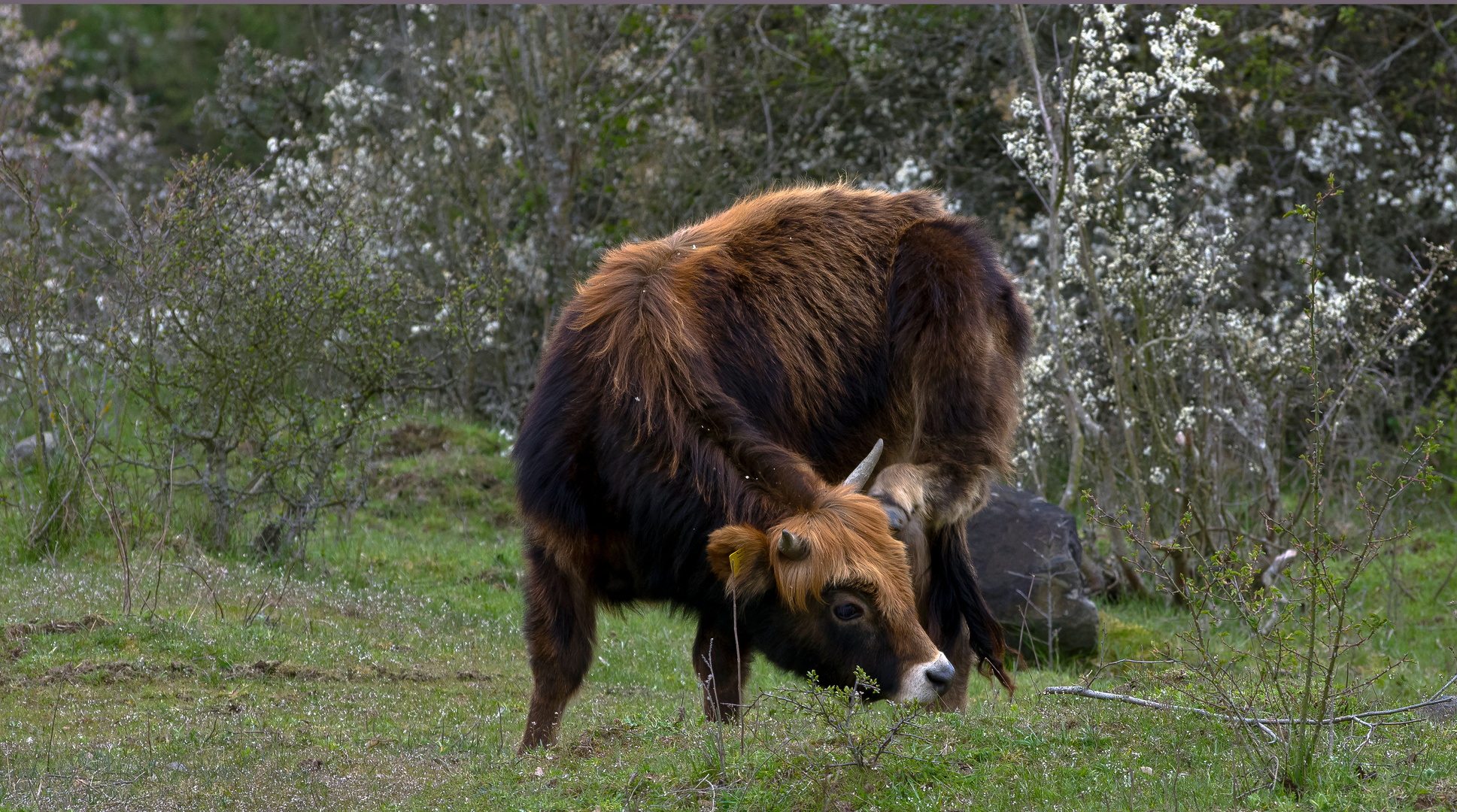 Taurusrind, sich hinter dem Ohr kratzend