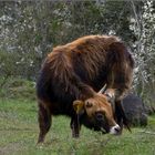 Taurusrind, sich hinter dem Ohr kratzend