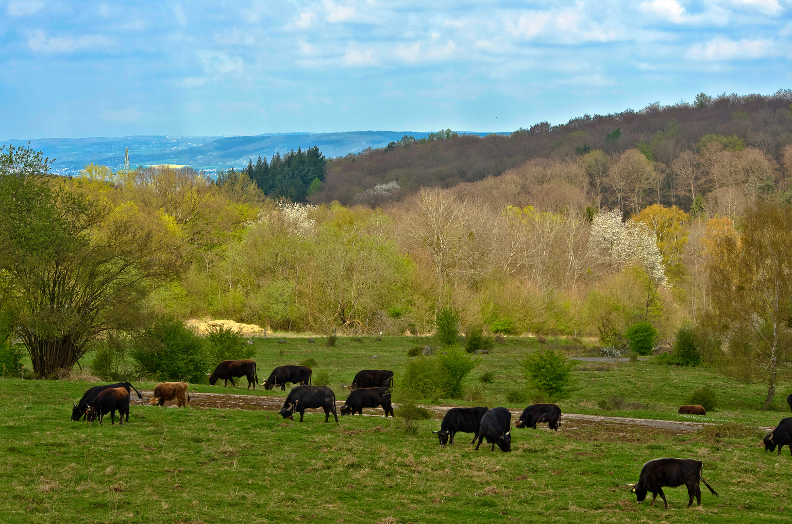 Taurusrinder im Naturschutzgebiet Schmidtenhöhe