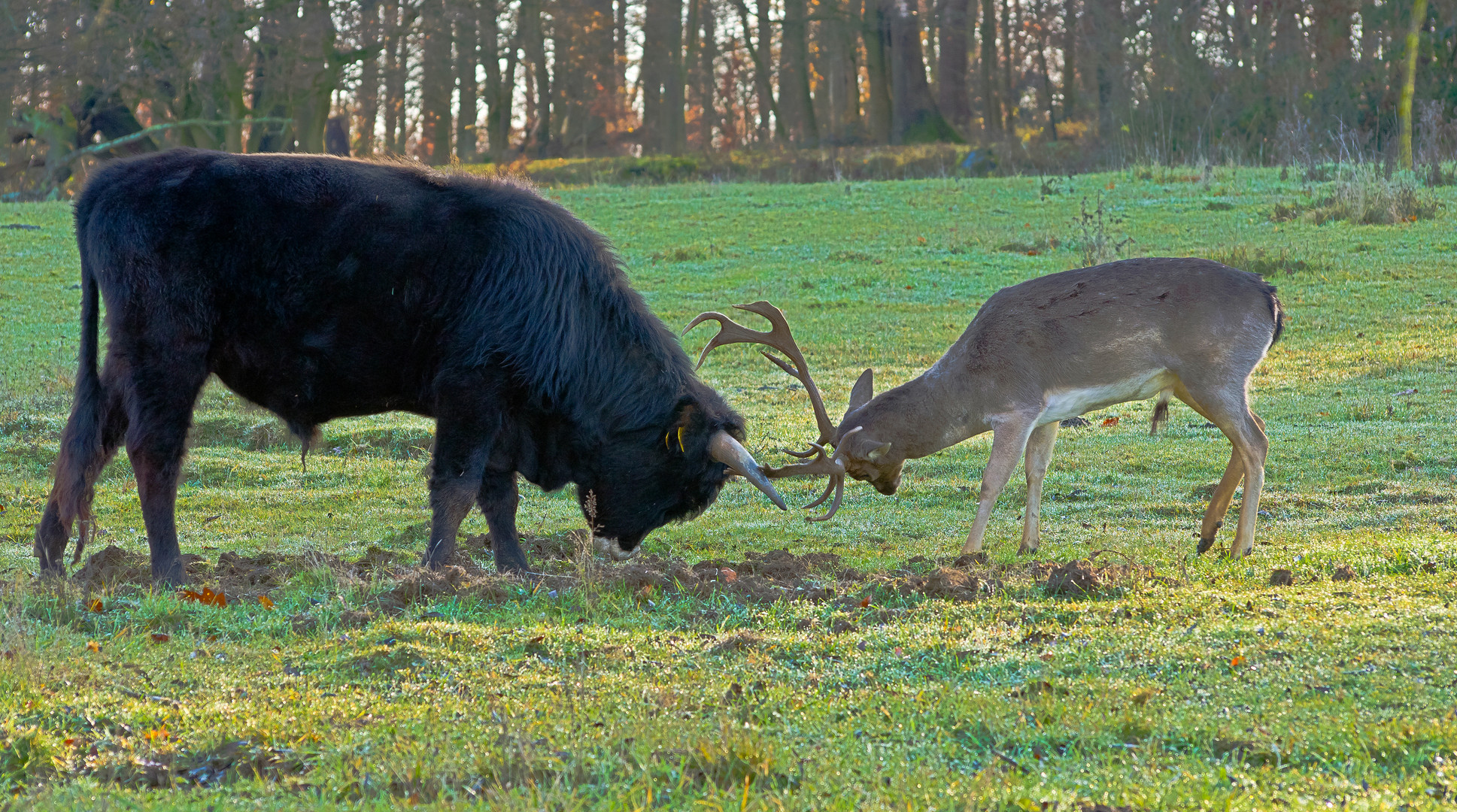 Taurusstier und sein Freund I