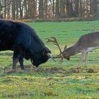 Taurusstier und sein Freund I