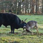 Taurusstier und sein Freund II