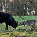 Taurusstier und sein Freund III