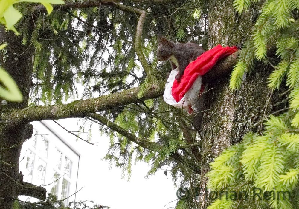 Tausche die Mütze gegen einen Sack voller Nüsse.