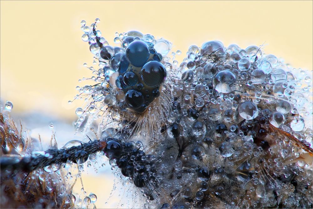 Tausend Augen Foto &amp; Bild | makro, natur, nahaufnahme Bilder auf ...