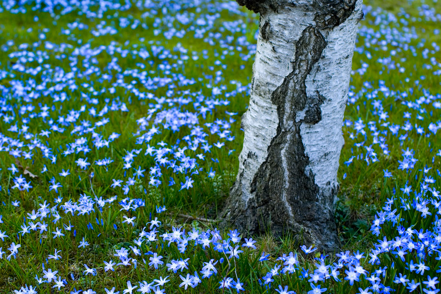 Tausend Blaue Sterne von Lew Bridcoe