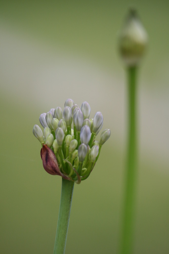 Tausend Blüten