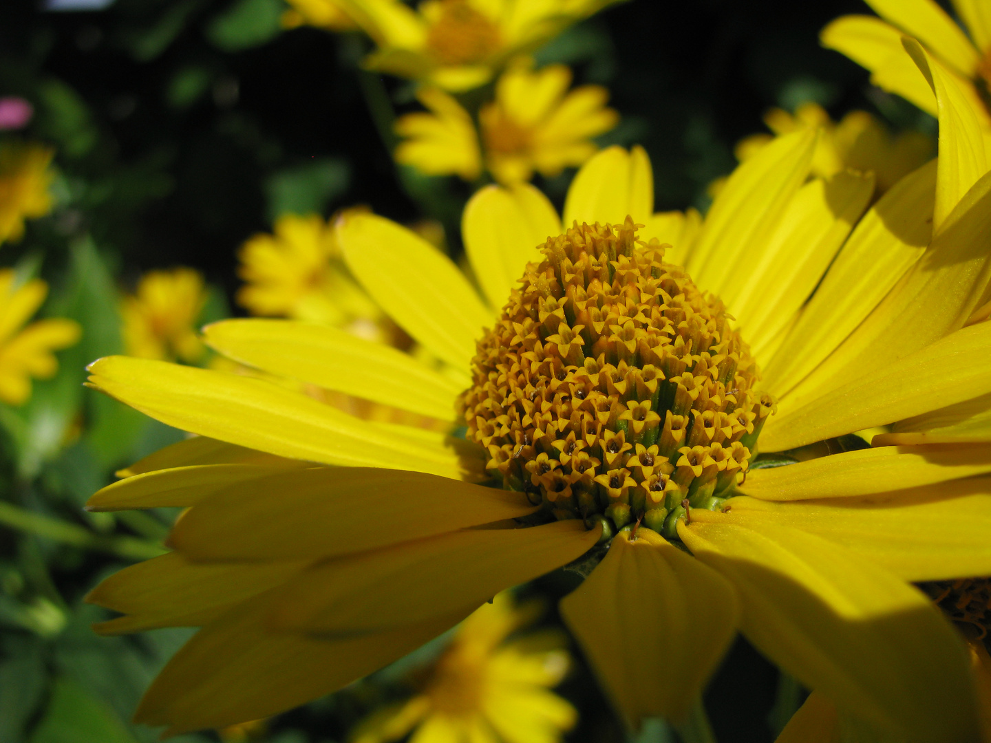 Tausend Blüten in einer großen Blüte