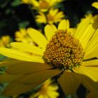 Tausend Blüten in einer großen Blüte