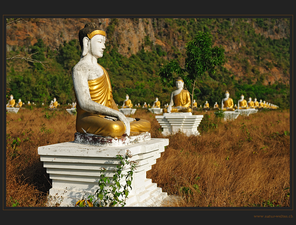 Tausend Buddhas in Reih und Glied