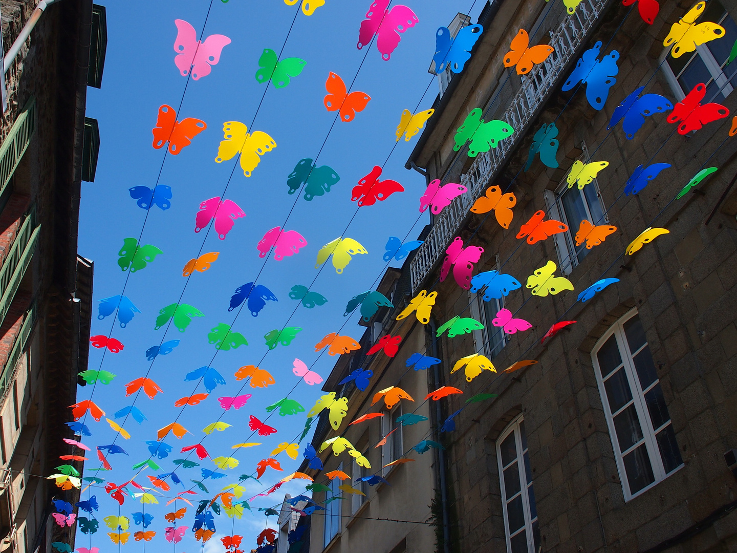 Tausend bunte Schmetterlinge