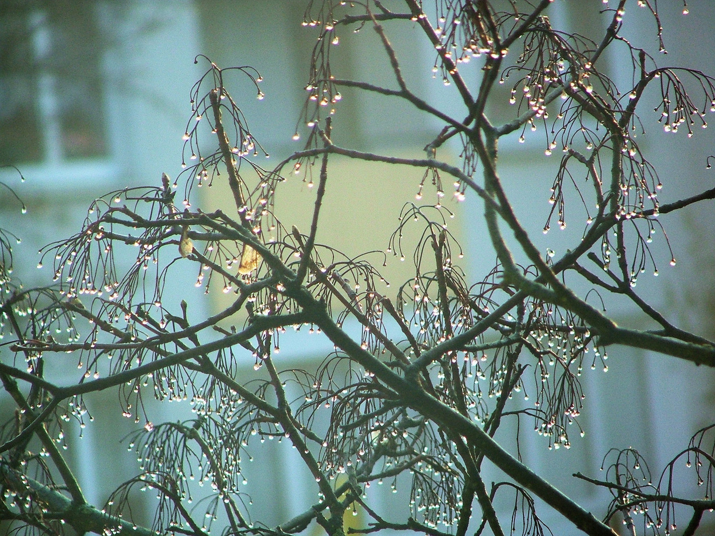 Tausend Glühbirnen im Baum