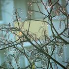 Tausend Glühbirnen im Baum