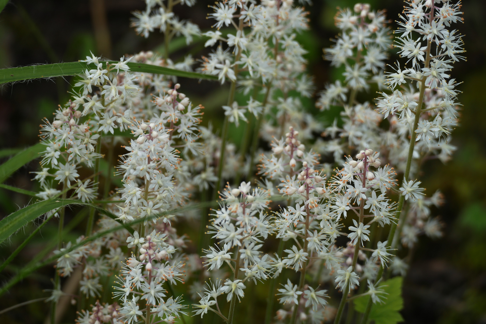 Tausend kleine Blüten