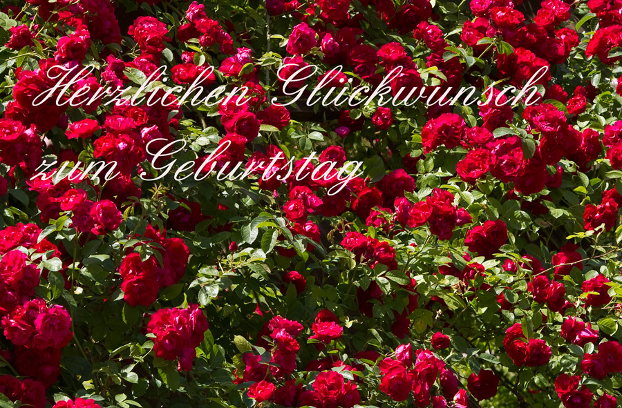 Geburtstag zum rote rosen Rosen zum