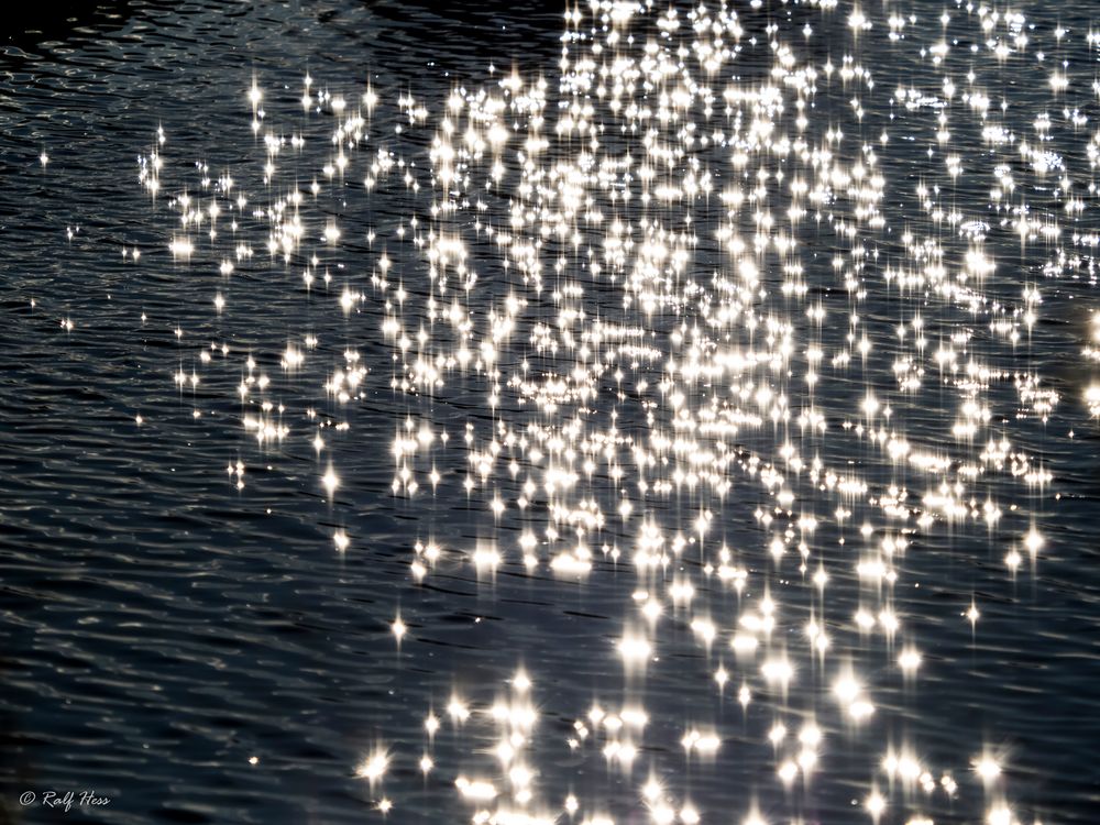 Tausend Sterne Foto & Bild europe, portugal, pflanzen, pilze