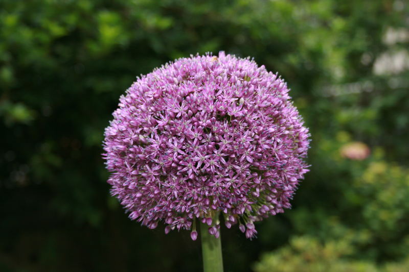 Tausend und Eine Blüte