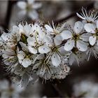 Tausend weiße Frühlingssterne